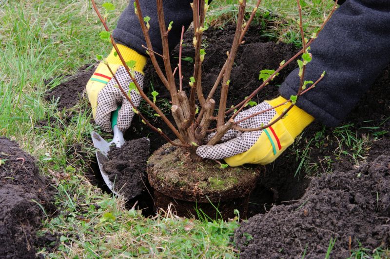 Top Rated Shrub Planting Products